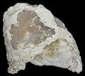 Sparkly, Agatized Fossil Coral - Florida #56128-3